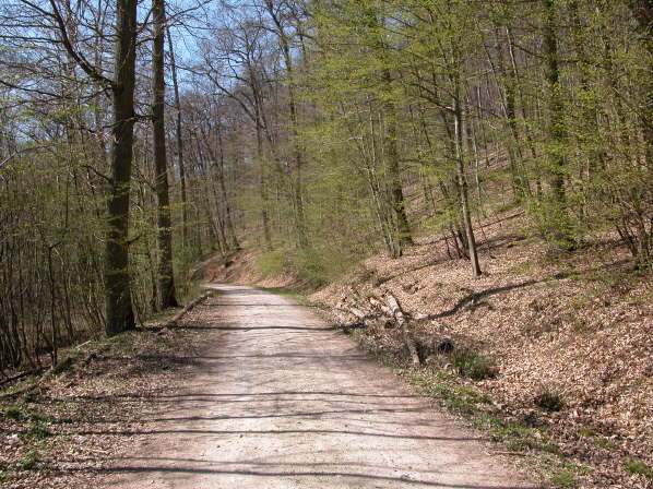 Meulenwald